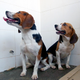 Illustration for article titled Gene-Edited Dogs With Jacked-Up Muscles Are a World's First
